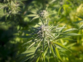 A cannabis plant is shown in southwest Quebec on Oct. 8, 2013. (THE CANADIAN PRESS/Justin Tang)