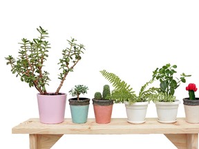 The middle of winter is a great time to give your existing house plants a makeover or to add a few plants to what you already have.