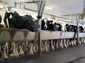 Cows attached to milker units at the London Dairy Farm in  London, Ont., in this file photo. Columnist Angela Dorie looks at the Canadian dairy industry. (DEREK RUTTAN/Postmedia Network FILE PHOTO)