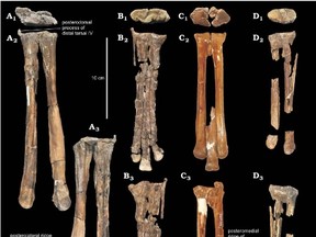 Elmisaurine dinosaur Leptorhynchos elegans from the Upper Campanian Dinosaur Park Formation, Dinosaur Provincial Park, Alberta, Canada. Tarsometatarsi in proximal (A1–D1), anterior (A2–D2), and posterior (A3–D3) views. (SUPPLIED)