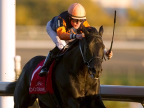 Jockey Emma-Jayne Wilson guides Shakhimat to victory in the $250,000 Coronation Futurity Stakes at Woodbine Racetrack last fall. Shakhimat is owned by Dan Gale and trained by Roger Attfield. (Michael Burns/photo)