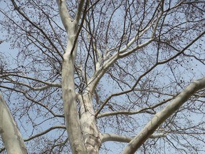 A sycamore tree on the Lakeshore Road boulevard near Christina Street. Gardening expert John DeGroot says it’s difficult to provide a monetary value for a tree, although there are some formulas that have been used. He suggests that some of the benefits provided by trees can’t be measured by dollars and cents and that these benefits really are priceless. (John DeGroot photo)