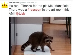 A raccoon made an appearance inside an RH King Academy classroom in Scarborough on Feb. 24, 2016. (@RHKINGarts/Twitter)