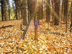 Bunchberry Meadows Conservation Area is approximately $1 million shy of becoming an official property of the Nature Conservancy of Canada. - Photo submitted