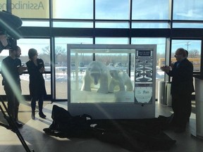 Coca-Cola Canada donated a six-foot-tall polar bear sculpture on Feb. 26, 2016, to the Assiniboine Park Zoo in Winnipeg. The sculpture will sit at the zoo's entrance. (ASSINIBOINE PARK ZOO PHOTO)
