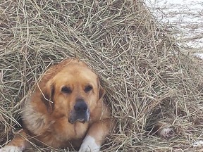 Angela Bowring’s dog Marley was found dead at the site of a snare trap near her family’s acreage earlier this month. - Photo submitted