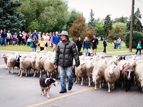 Fort Saskatchewan’s sheep grazing program started as a practical solution, but has evolved into a major tourist draw.