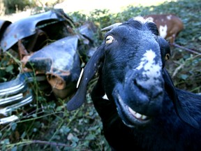 In this photo taken Tuesday, Oct. 13, 2015, Karen the goat eats blackberry bushes at Minto-Brown Island Park in Salem, Ore. Salem Parks has contracted with Yoder Goat Rentals for a pilot vegetation removal project at the park. The goats will be targeting invasive plant species such as blackberry and English ivy. (Ashley Smith/Statesman-Journal via AP)