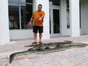 In this photo taken Tuesday, Feb. 23, 2016, Brian Wood points to purchased pythons at All American Gator Products in Hollywood, Fla. About a third of the pythons have come to Brian Wood, owner of All American Gator Products, to be made into wallets, shoes, belts or handbags. Wood pays up to $150 apiece for the snakes, about the same price he pays for python skins imported from Asia. (AP Photo/Alan Diaz)