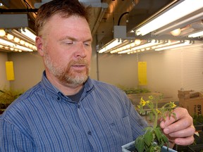 Agriculture and Agri-Food Canada scientist Ian Scott examines a tomato plant at the London research centre on Wednesdya, Feb. 24, 2016. Scott is leading a team of scientists investigating the possibility of using plants to fight insect infestations in greenhouses. (JOHN MINER, The London Free Press)
