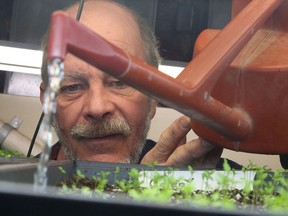 Local farmer Stuart McCall of McGrows Farms and Gardens, waters his celery seedlings in Sudbury, Ont. on Tuesday March 1, 2016. McCall is also co-ordinator of  the 7th Annual Seedy Sunday seed swap on Sunday at the Parkside Older Adult Centre 140 Durham St. The event which is hosted by The Sudbury Horticultural Society will be held from 10 a.m. to 3 p.m.Gino Donato/Sudbury Star/Postmedia Network