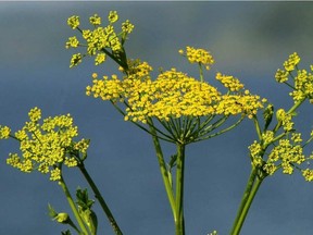 Wild parsnip can grow upwards of six feet in height and cause blisters and burns. Calvin D. Hanson/Postmedia