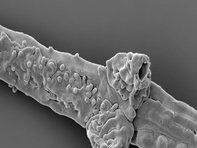 The filament of Tortotubus from the Silurian of Gotland, Sweden, showing the envelope of secondary filaments covering the main filament and primary branches and developing a distinctive pustular ornament, is shown in this image released on March 2, 2016. (REUTERS/Martin R. Smith/Handout )