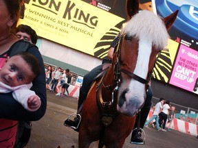 NEW YORK- FILE PHOTO: A police horse is shown on Times Square on August 19, 2015 in New York City. (Spencer Platt/Getty Images/AFP)