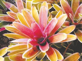 Bromeliad