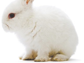 white bunny rabbit