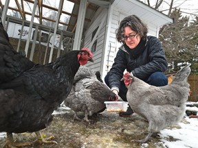 Margaret Fisher feeding her Orpington hens, she was part of the chicken pilot project that's being debated at a city committee next week in Edmonton, March 3, 2016. (ED KAISER/PHOTOGRAPHER)