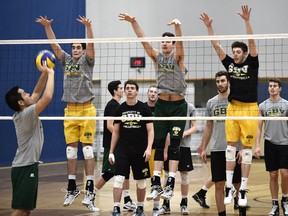 The University of Alberta Golden Bears volleyball team takes part in a recent practice at the Saville Community Sports Centre ahead of Canada West playoffs. (Ed Kaiser)