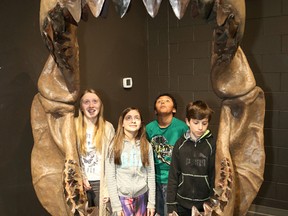 Holy Cross Catholic Elementary School students Jenna Jacobson, left, Breanna Montini, Isaiah Chartrand and Kevin Batchilden examine a cast of a megalodon jaw at a new exhibition at Dynamic Earth in Sudbury, Ont. on Thursday March 3, 2016. John Lappa/Sudbury Star/Postmedia Network