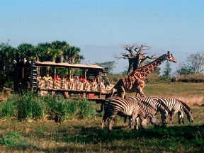 Kilimanjaro Safaris at Disney's Animal Kingdom take guests into the wilds for close up views of African animals. WALT DISNEY CO. PHOTO