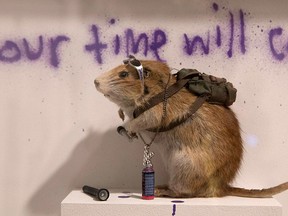A rat forms part of a work entitled "Banksus Militus Vandalus" installation at the Banksy: The Unauthorised Retrospective exhibition at Sotheby's S2 Gallery in London June 6, 2014. REUTERS/Neil Hall