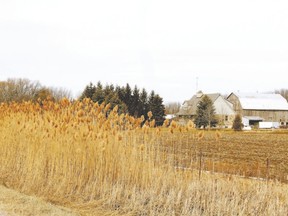 Phragmites are shown growing in Innisfil, Ont. Prof. James Phipps says the pest should be easy to control but only if municipalities, the province and landowners commit money to achieve that end. (Postmedia Network file photo)