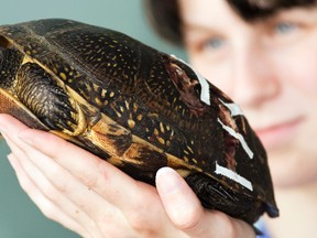 Veterarian technician Rebecca Withers displays a female Blanding's turtle, listed as a threatened species, that received medical treatment for a fractured shell at the Kawartha Turtle Trauma Centre in Peterborough, Ont., in this June 28, 2011 file photo. (CLIFFORD SKARSTEDT/PETERBOROUGH EXAMINER/Postmedia Network)