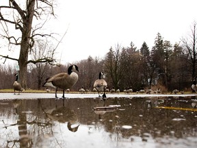 Canada geese have been having a pretty mild winter so far in London. (MIKE HENSEN, The London Free Press)