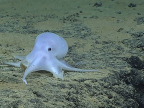 This image provided by courtesy of NOAA Office of Ocean Exploration and Research, Hohonu Moana 2016, shows a possible new species of octopus. Scientists say they have discovered what might be a new species of octopus while searching the Pacific Ocean floor near the Hawaiian Islands. Michael Vecchione of the National Oceanic and Atmospheric Administration says in a statement Friday, March 4, 2016, that on Feb. 27 a team found a small light-colored octopus at a depth of about 2.5 miles in the ocean near Necker Island. (NOAA Office of Ocean Exploration and Research, Hohonu Moana 2016 via AP)