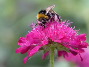 A bee collects pollen from a flower. FILE pic. (AFP PHOTO / OLI SCARFF)