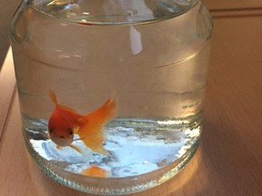 In this photo provided by the Norwegian police, a goldfish swims inside a jar, at the police station in Bodo, northern Norway, Sunday, March 6, 2016. Police in the northwestern town of Bodo are holding a lost goldfish in a jam jar hoping to find its rightful owner, according to Norwegian news agency NTB. (Norwegian Police/NTB scanpix via AP)