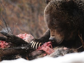 Bear 122, otherwise known as The Boss, is seen feasting in this undated file photo. (Photo courtesy of Parks Canada)