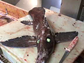 A fish caught by Nova Scotia fisherman Scott Tanner is shown in a handout photo. For a brief moment, Tanner thought he might have a case of cabin fever when he spotted a fish with glowing, green eyes in his trawler's net. (THE CANADIAN PRESS/HO-Scott Tanner)