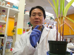 Researcher Ze-Chun Yuan shows a healthy corn plant that has stronger growth due to beneficial bacterial called Paenibacillus Polymyxa CR1.  Mike Hensen/The London Free Press/Postmedia Network