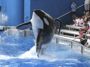 Tilikum, a killer whale at SeaWorld amusement park, performs during a show in Orlando, in this September 3, 2009 file photo.  (REUTERS/Mathieu Belanger/Files)