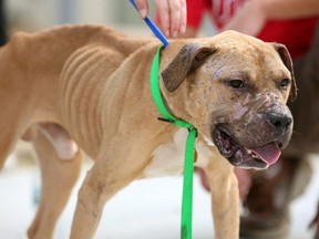 A pit bull that the Pennsylvania SPCA says was rescued from a dogfighting ring, shows scars during a rally at the organizations's headquarters. (THE CANADIAN PRESS/AP-Mark Stehle)