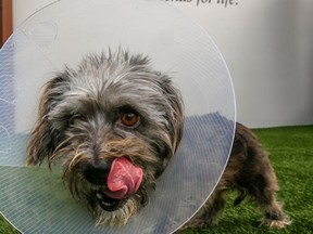 This Wednesday, March 2, 2016, photo, shows Puffin, a three-year-old Terrier mix female dog wearing a cone of shame device at the spcaLA South Bay Pet Adoption Center in Hawthorne, Calif. (AP Photo/Damian Dovarganes)