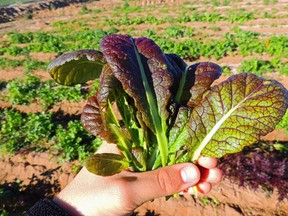 lettuce food security filer
