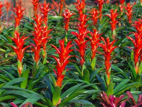 Most gardeners believe bromeliads are difficult to look after but the exact opposite is true.