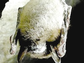 Bats in China have developed resistance to the same white-nose syndrome that is lethal here.