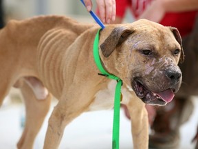 Paul, a pit bull that the Pennsylvania SPCA says was rescued Sunday from a dogfighting ring, shows scars during a rally at the organizations's headquarters Thursday, Aug. 27, 2009, in Philadelphia. Lawyers are lining up to fight a court application by Ontario's animal welfare organization to destroy 21 dogs that were seized in an alleged dogfighting ring. (THE CANADIAN PRESS/AP-Mark Stehle)