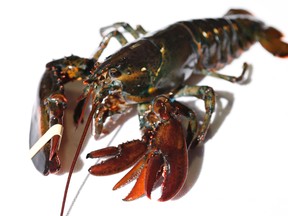 A four-clawed female lobster is seen at Ready Seafood Co., Thursday, March 10, 2016, in Portland, Maine. The crustacean was most likely caught in Canadian waters before being sold to the wholesale lobster company. The owners said it will be given to the state's marine resource lab. (AP Photo/Robert F. Bukaty)