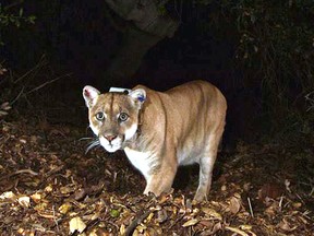 This Nov. 2014 file photo provided by the National Park Service shows the Griffith Park mountain lion known as P-22. Officials believe P-22, the wild mountain lion that prowls Griffith Park in Los Angeles, made a meal of a koala found mauled to death at the L.A. Zoo. The zoo's director, said this week that workers found the koala's body outside its pen March 3. (National Park Service, via AP, File)