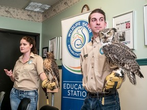 On Tuesday at the Winnipeg Sun, we were visited by volunteers from the Manitoba Wildlife Rehabilitation Centre, who brought along a couple of their ambassadors, a majestic red-tailed hawk named R2 and Max, the great horned owl.