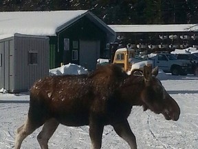 Photo supplied
Millie the moose takes a stroll across the ice last month near Penage Bay Marina on Panache Lake.