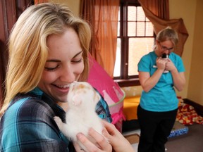 Fixed Fur Life volunteers Brookelyn Loshaw, left, and Jennifer Fortier nuzzle with kittens at one of the charity's homes in Belleville, Ont. Tuesday, March 15, 2016. The group has sterilized more than 19,200 cats and dogs since 2004 and is now asking for donations to fix cats for the current breeding season. Luke Hendry/Belleville Intelligencer/Postmedia Network