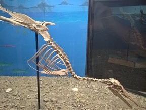 A Hesperornis exhibit at the Canadian Fossil Discovery Centre created by paleontologist Kei-ichi Aotsuka.