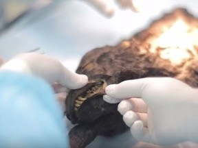 Scientists perform an autopsy on a mummified 12,500-year-old prehistoric puppy. (YouTube/Screengrab)