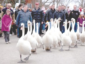 Stand back as Stratford?s famous white mute swans head to the Avon River on April 3. (Photo courtesy Stratford Tourism Alliance)