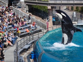 Visitors are greeted by a killer whale as they attend a show featuring the whales during a visit to the animal theme park SeaWorld in San Diego, Calif., on March 19, 2014. Bowing to years of pressure from animal rights activists, U.S theme park operator SeaWorld said on Thursday it would stop breeding killer whales and that those currently at its parks would be the last. (REUTERS/Mike Blake/Files)